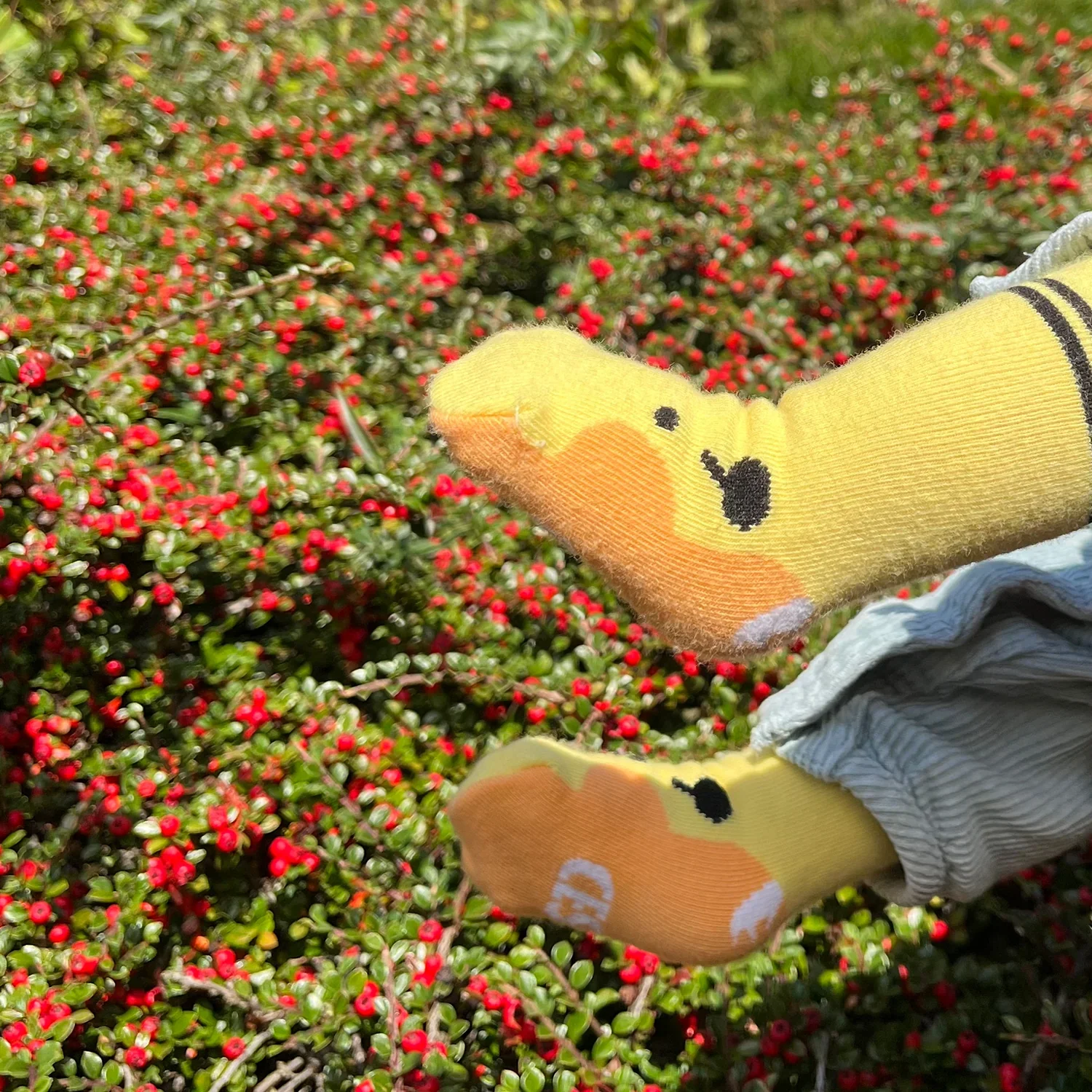 Critically Endangered Baby Socks - UK Nature 4 pack - Image 7