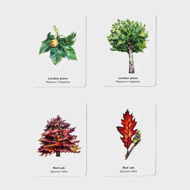 Match a Leaf - Image 3