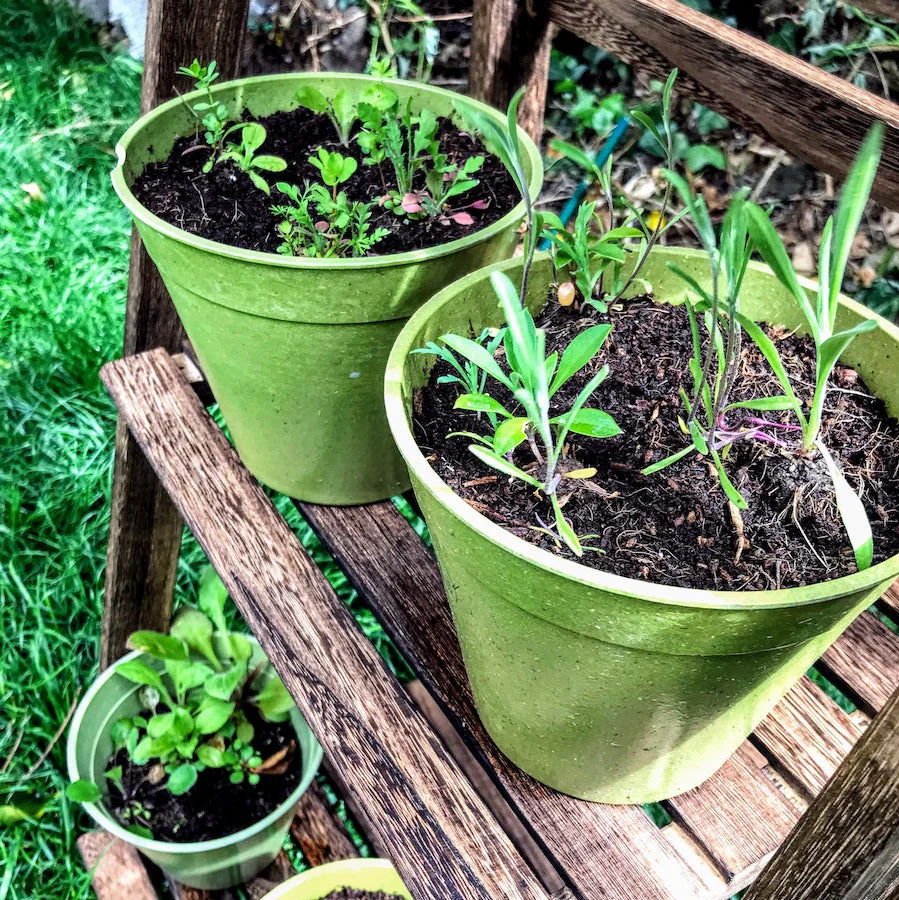 Seedball Mini Meadow Bamboo Pots - Butterfly Mix - Image 10