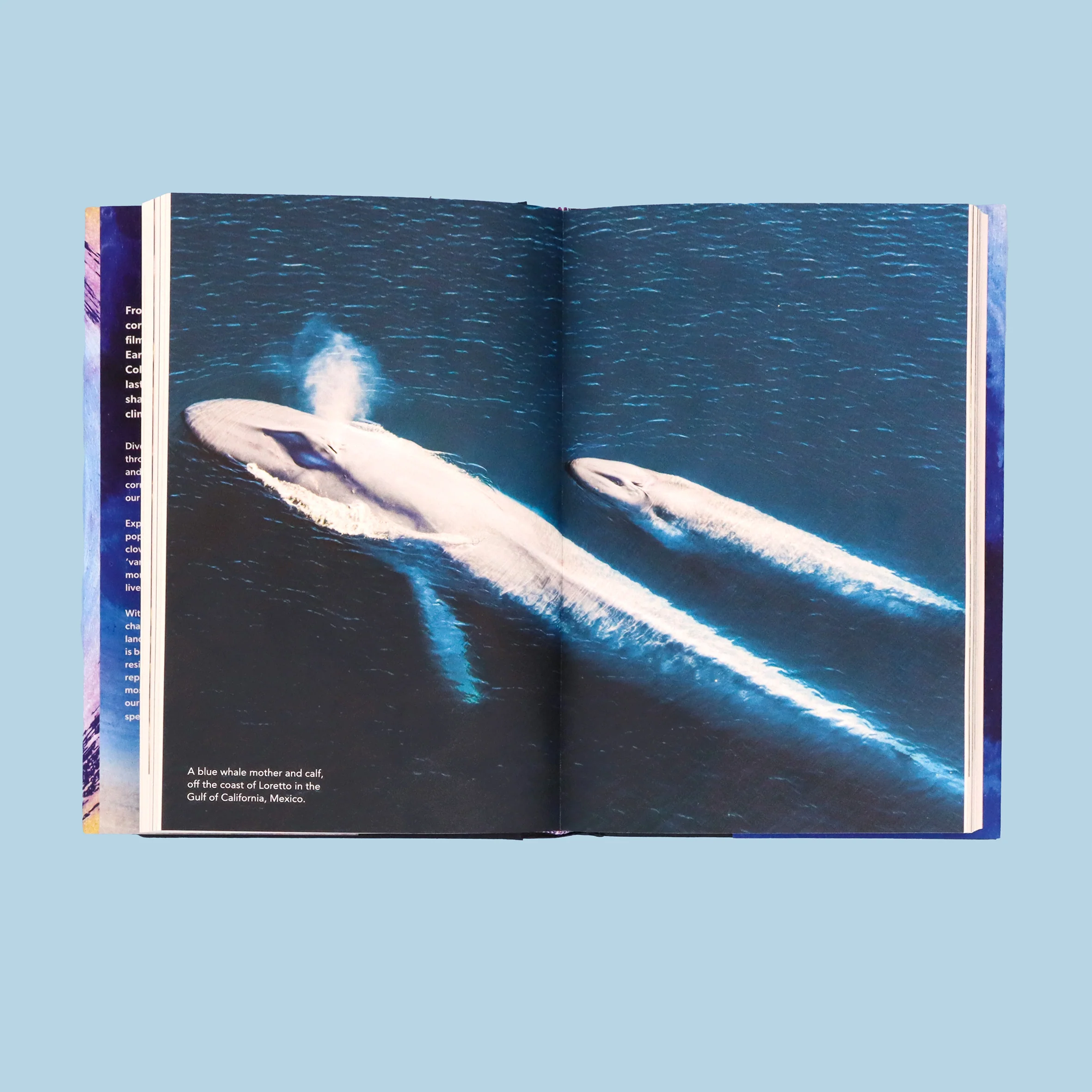 Ocean: Earth's Last Wilderness - Image 3