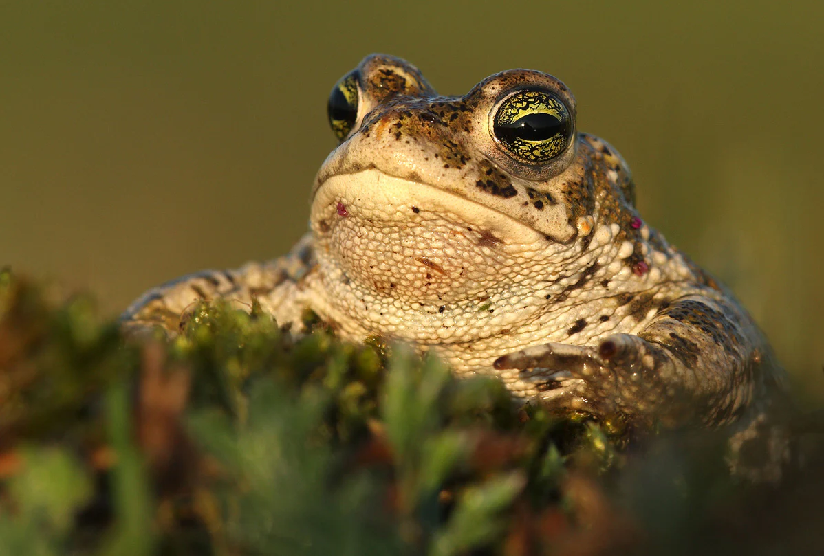 Pond restoration for natterjack toads | E-Gift