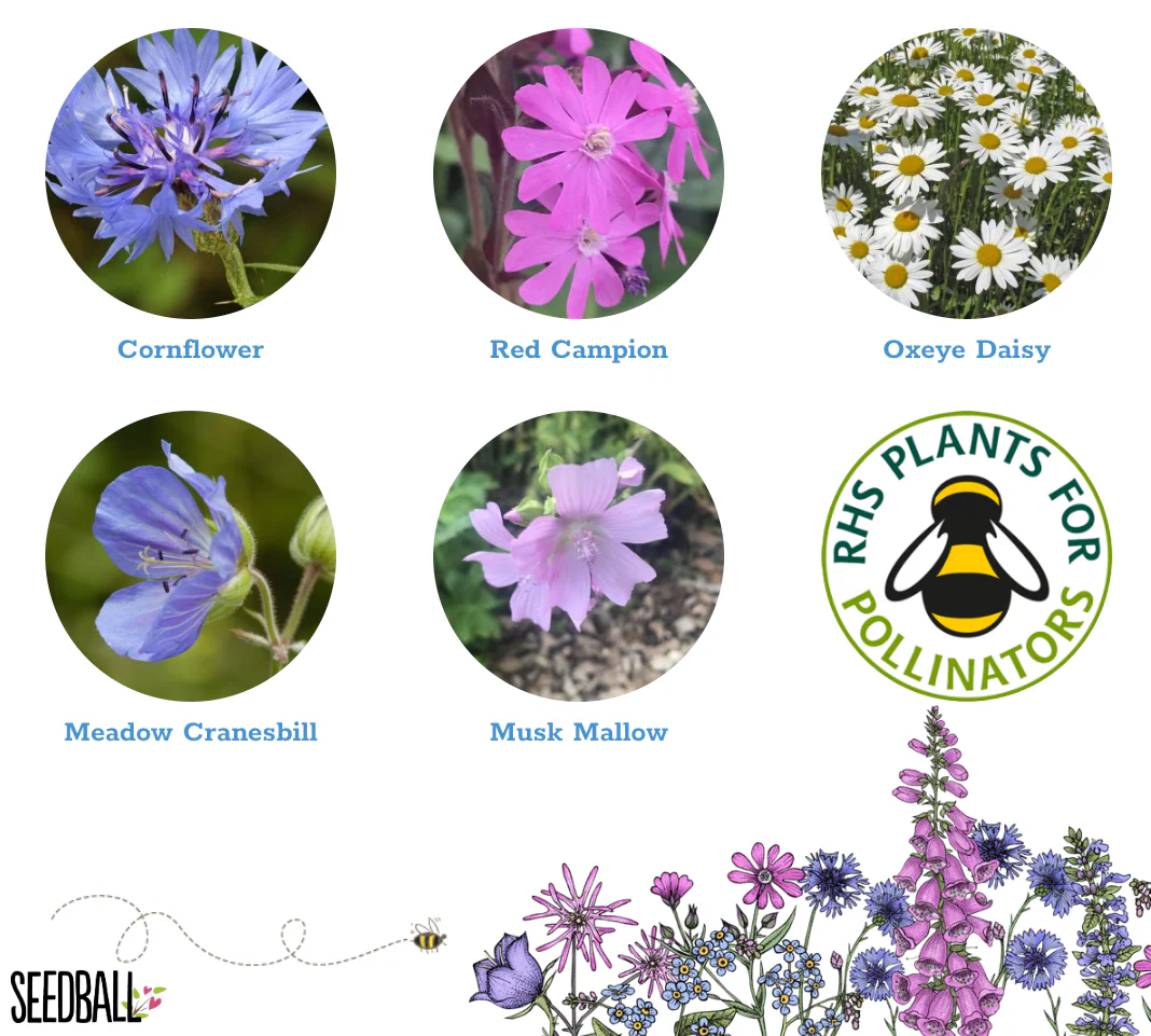 Seedball Wildflower Boxes - Thank you for helping me grow - Image 3