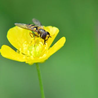 Seedball Wildflower Jar - Buttercup - Image 5