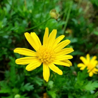 Seedball Wildflower Jar - Corn Marigold - Image 4